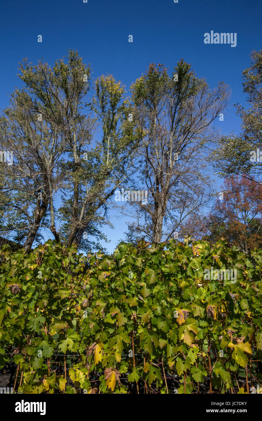 grape vineyard, grape vineyards, vineyard, vineyards, Frank Family Vineyards, Calistoga, Napa Valley, California, United States Stock Photo