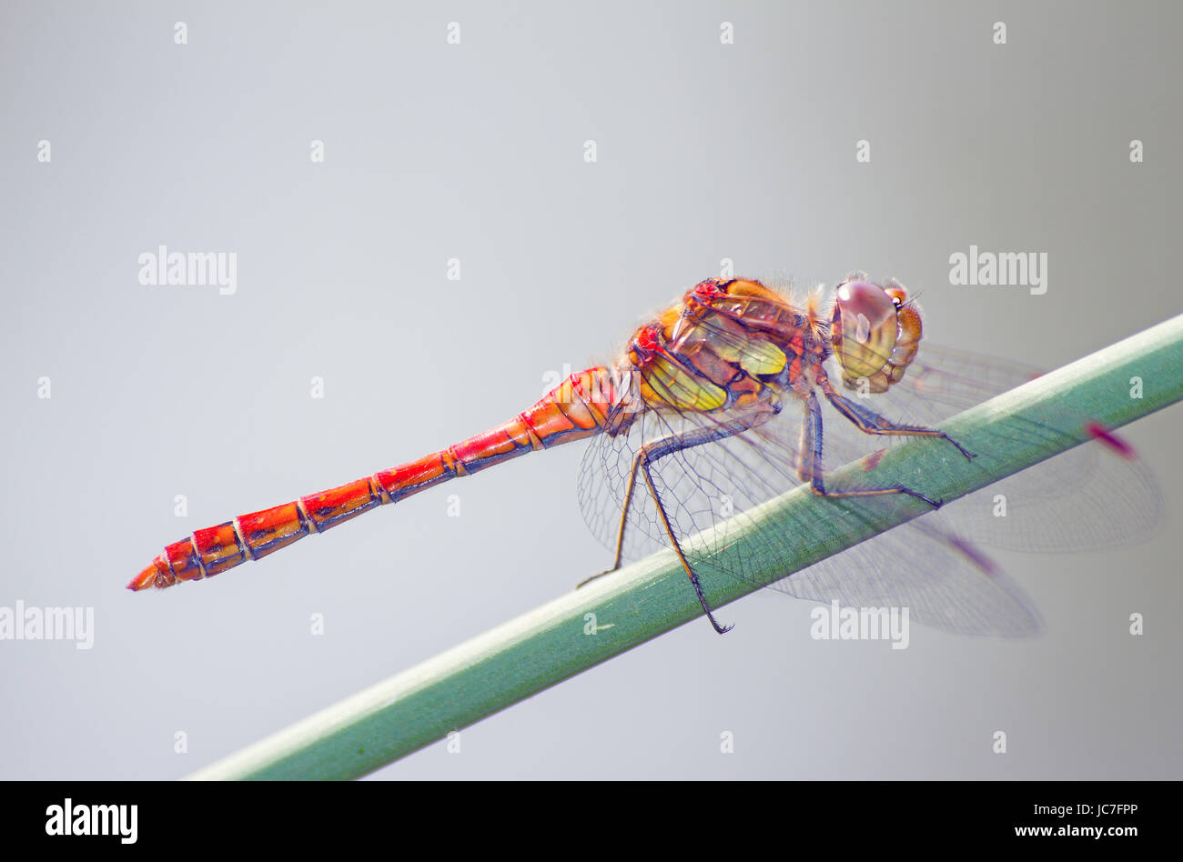 Large heath dragonfly Stock Photo