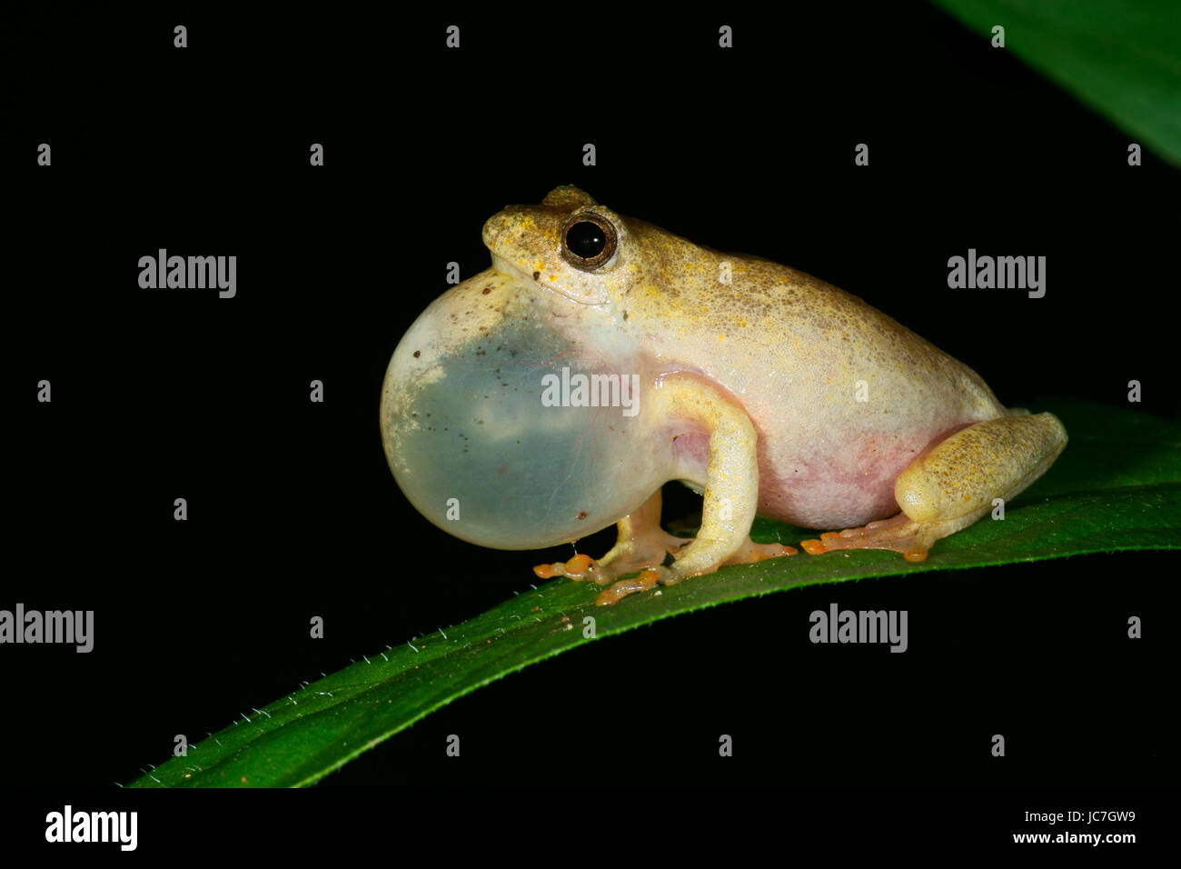 Male painted reed frog (Hyperolius marmoratus) calling during the night, South Africa Stock Photo