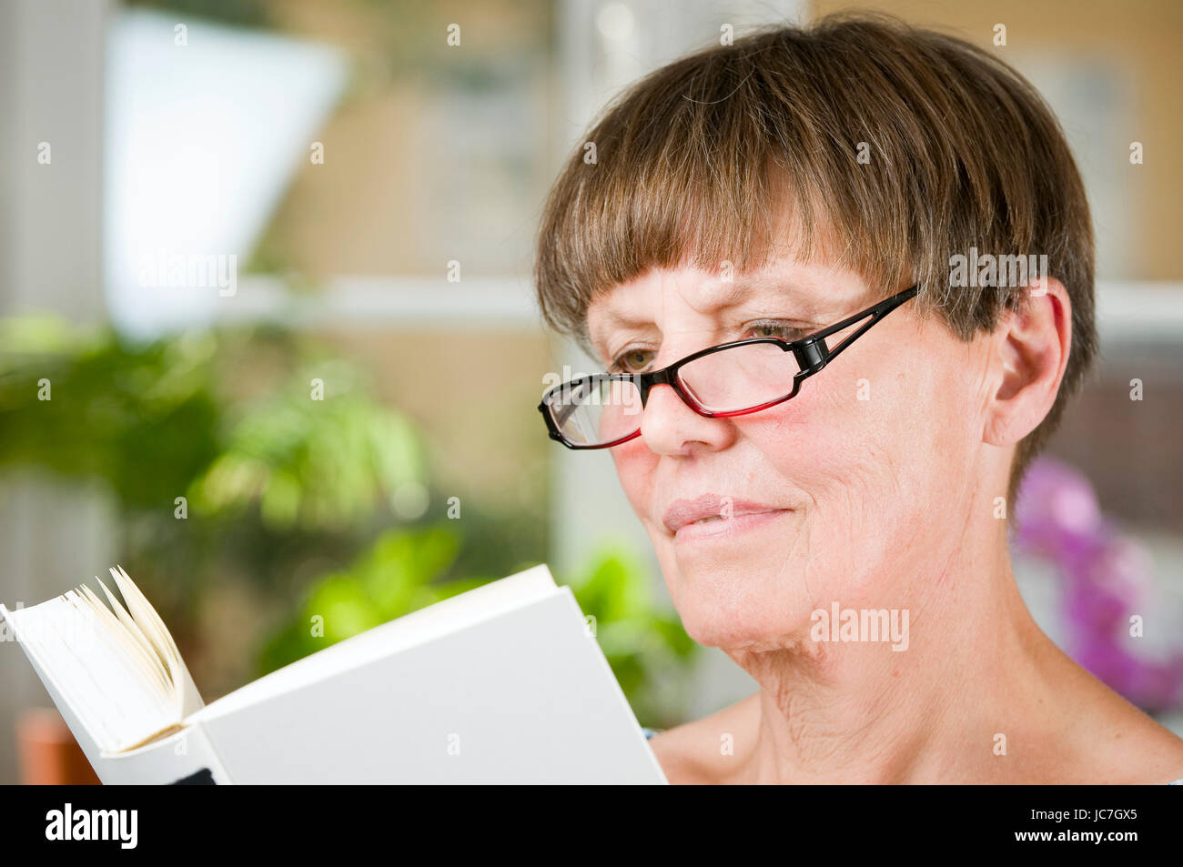 Innenaufnahme Kopf-und-Schulter-Porträt einer älteren Frau mit Lesebrille in einem Buch lesend Stock Photo