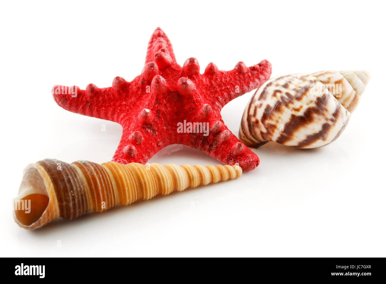 Colored Seashells (Starfish and Scallop) Isolated on White Background ...