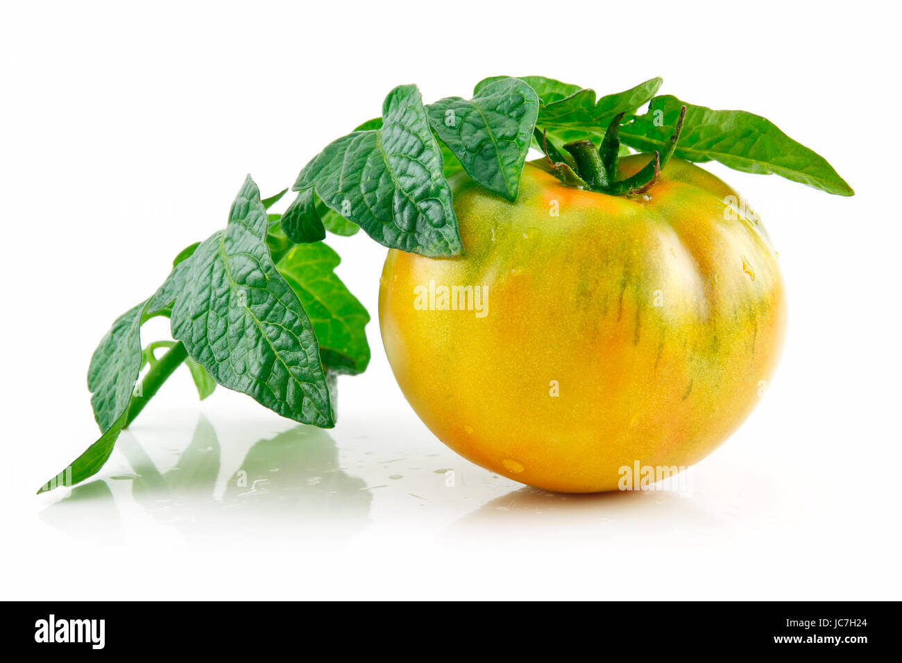Ripe Wet Yellow Tomatoes with Leaves Isolated on White Background Stock