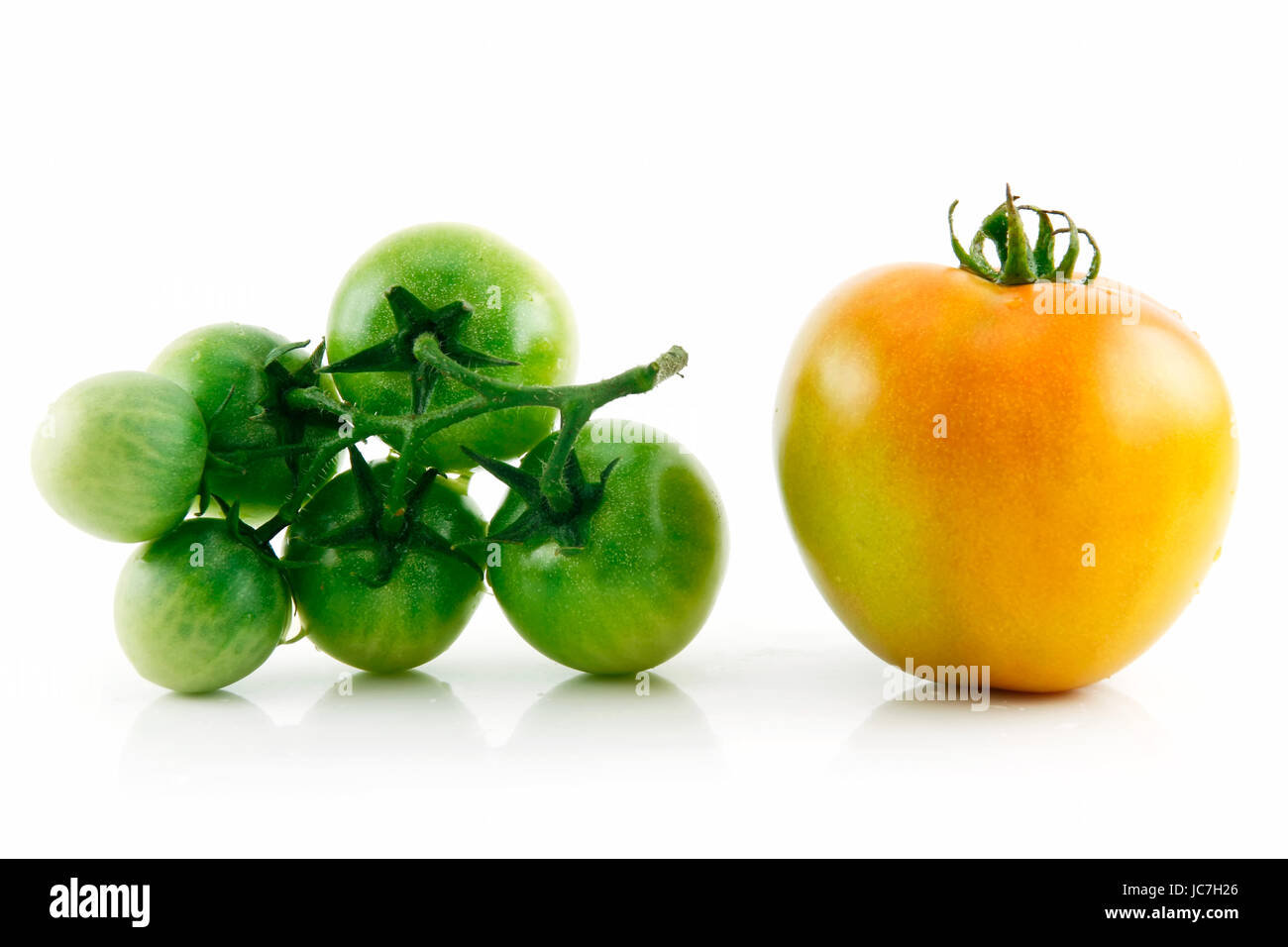 Ripe Wet Yellow and Green Tomatoes Isolated on White Background Stock ...