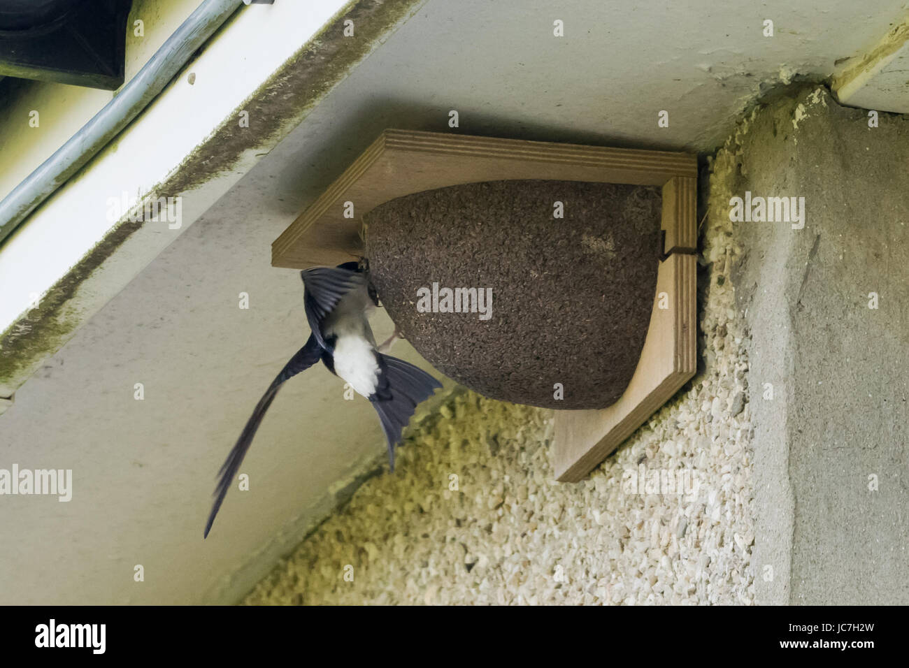 House Martin (Swallow) Bird Feeding (Songbird) Stock Photo