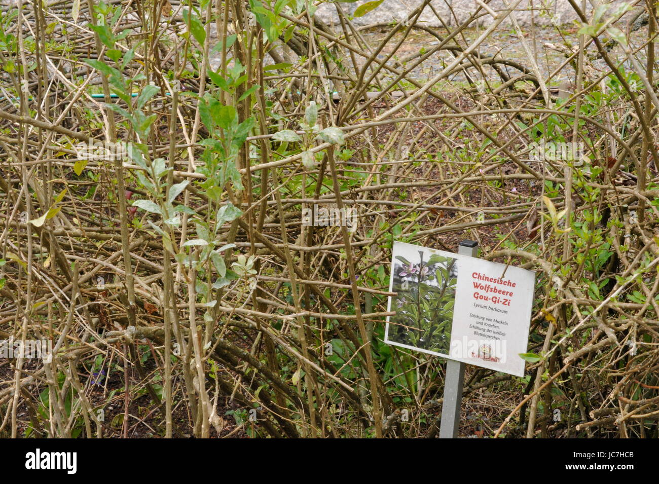 Herbal Park blooms and smells Stock Photo Alamy