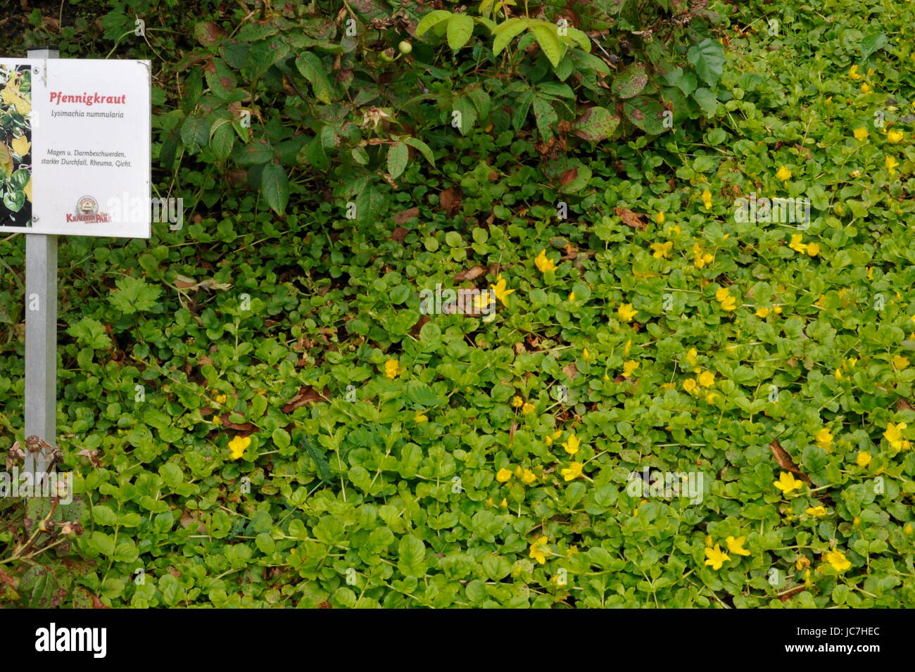 Herbal Park blooms and smells Stock Photo Alamy