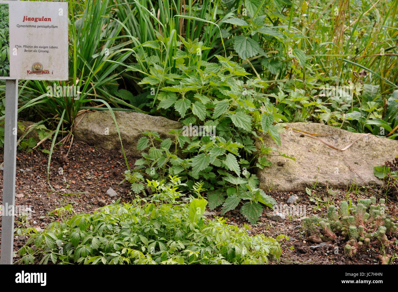 Herbal Park blooms and smells Stock Photo Alamy