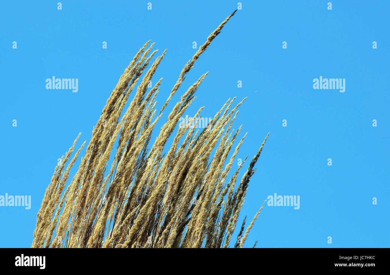ornamental grass clump Stock Photo - Alamy
