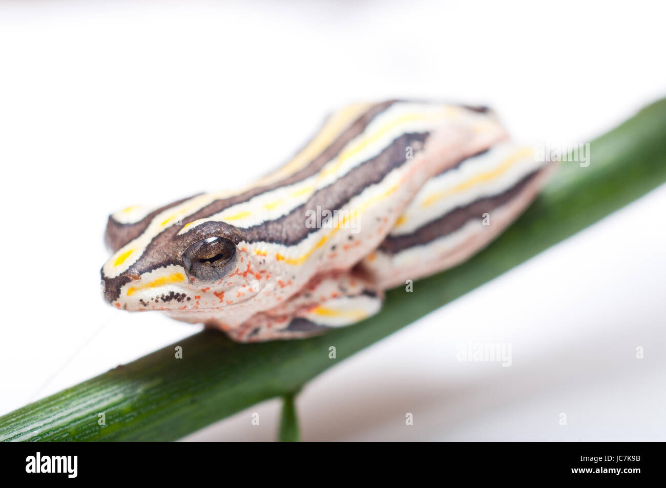 Macro of Hyperolius Marmoratus - Painted Reed Frog Stock Photo