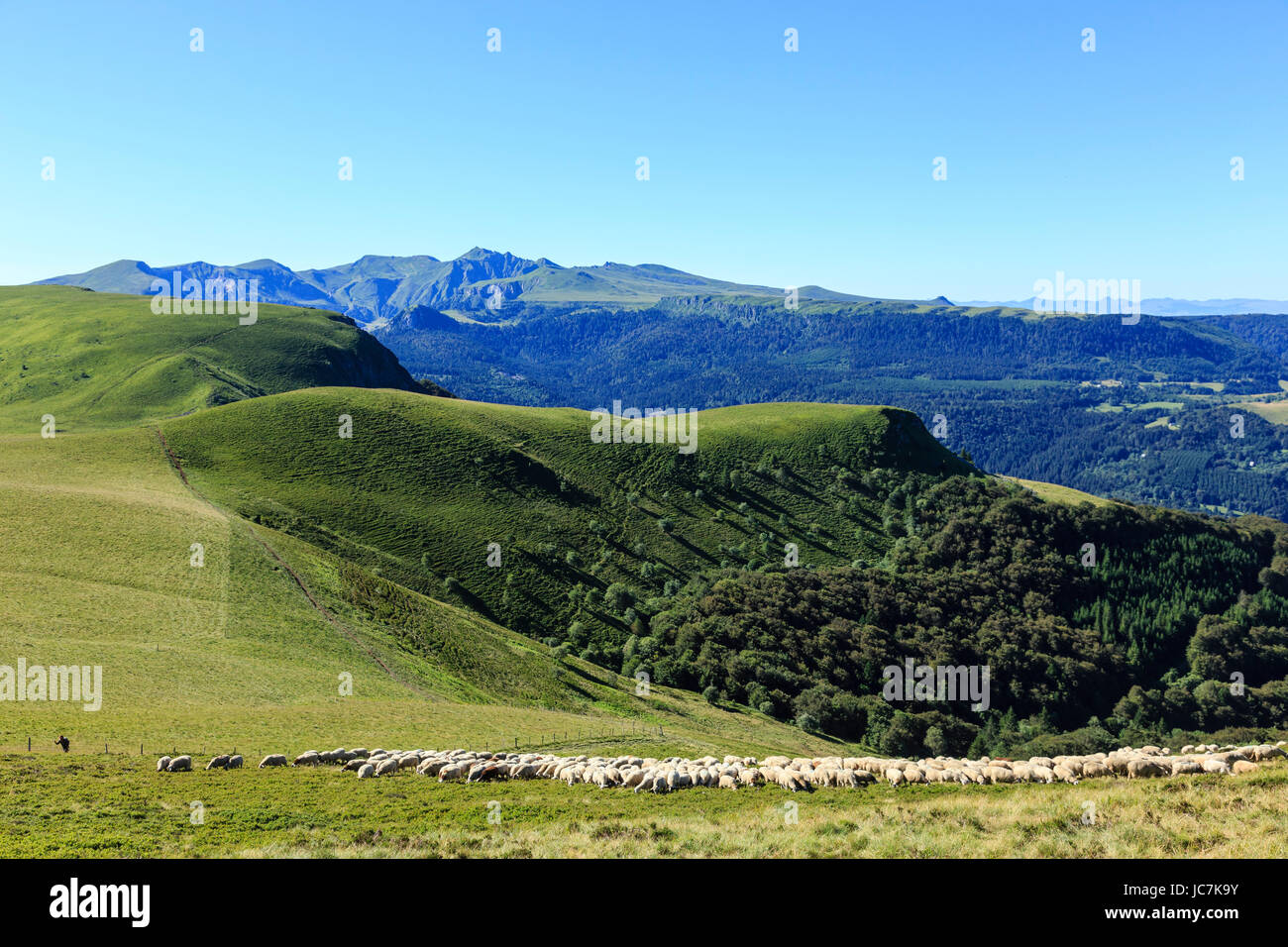 France, Puy-de-Dôme (63), Murat-le-Quaire, la Banne d'Ordanche ( 1 512 m), berger et moutons et paysages sur les monts du Cantal // France, Puy de Dom Stock Photo