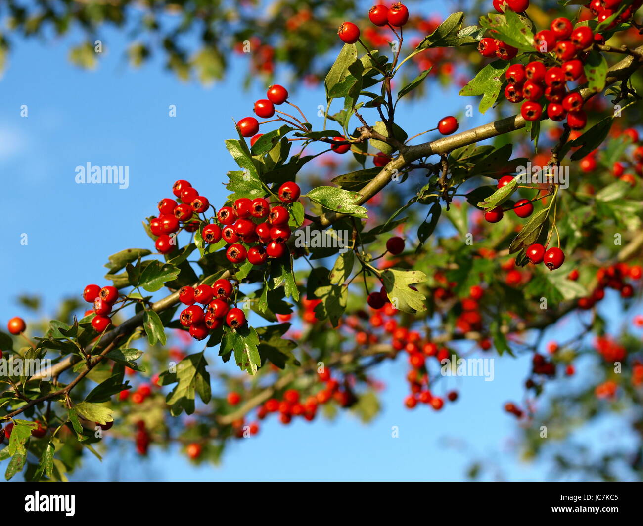 shines bright Stock Photo Alamy