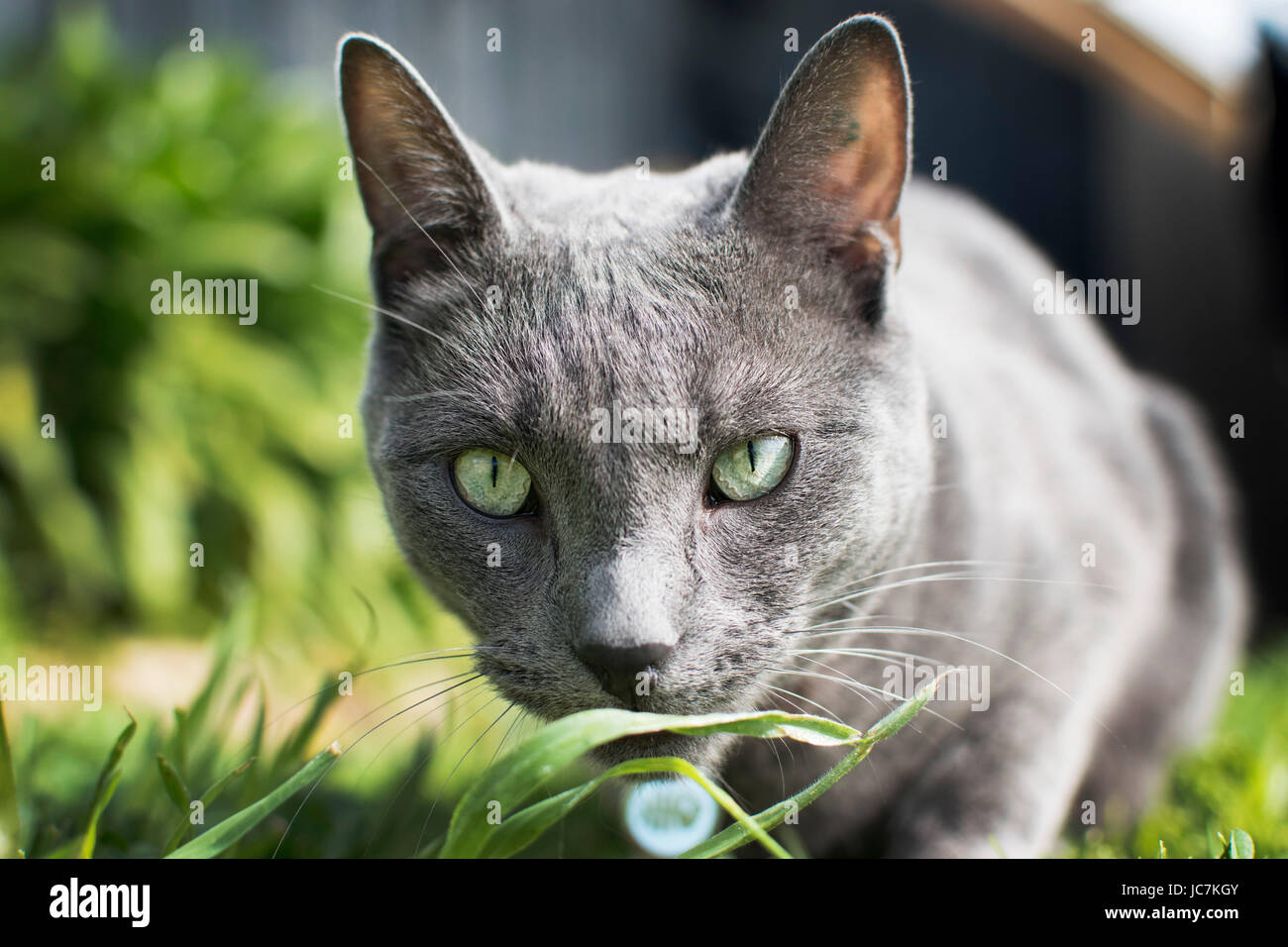 Photo's taken by myself to capture animals with different expressions and body language, while using different filters to express the image. Stock Photo