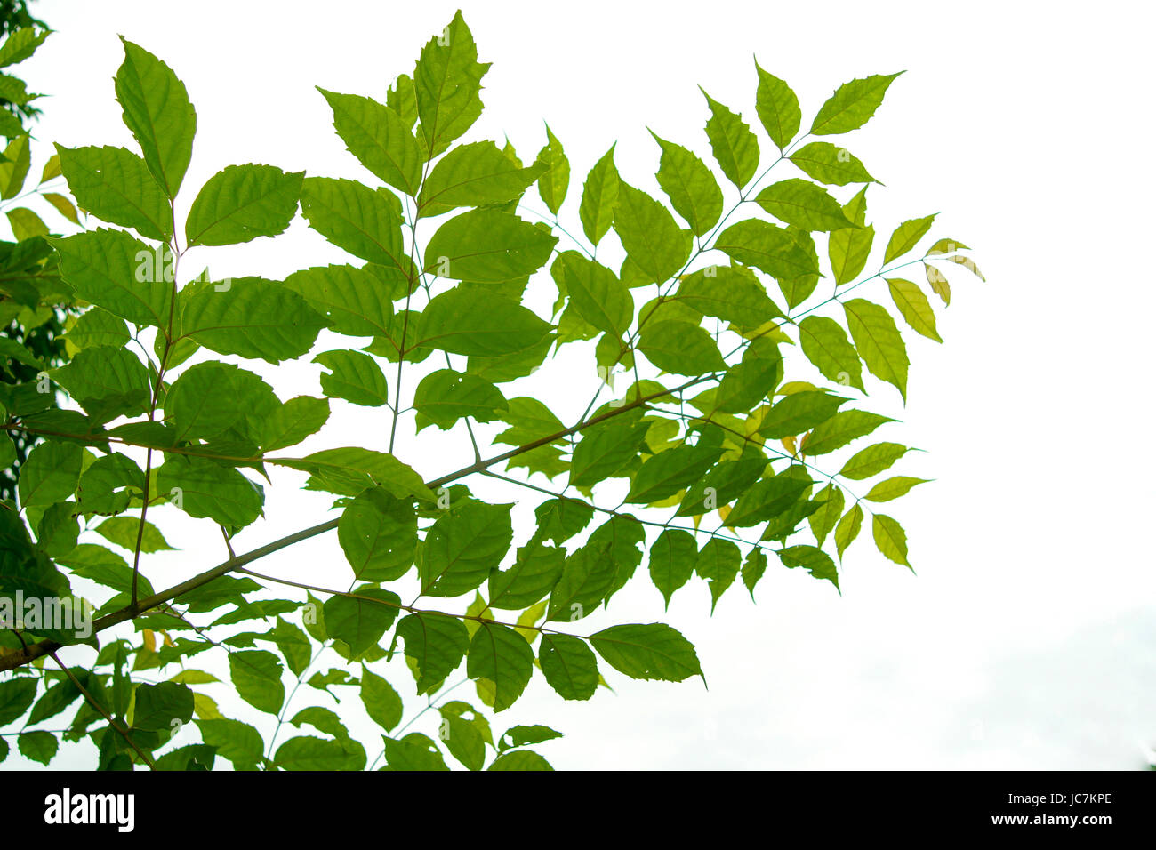 The branches and leaves are green on a white background. Stock Photo