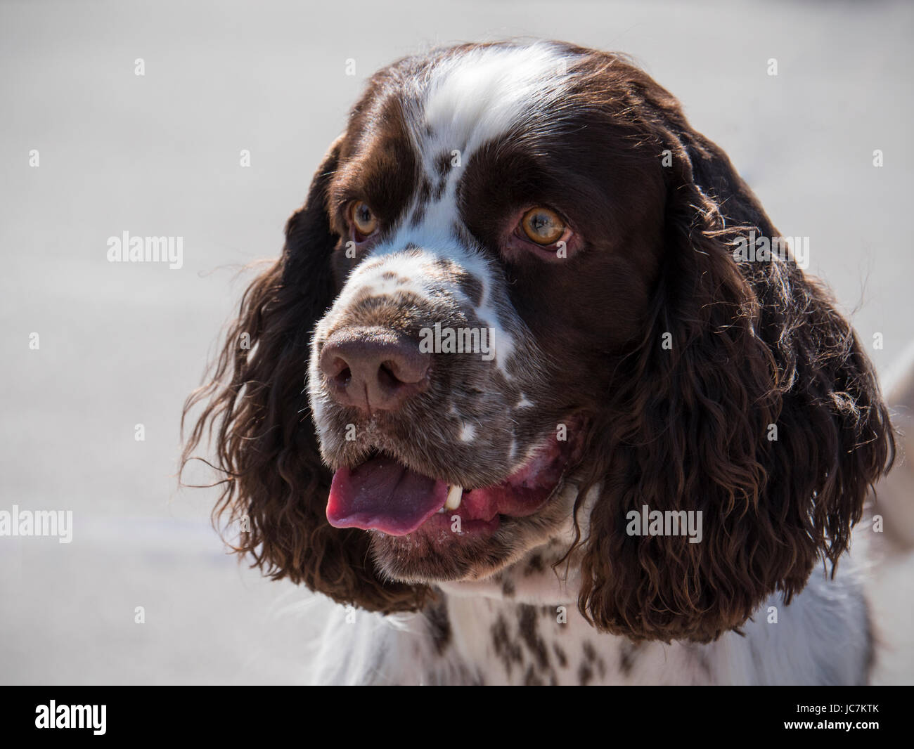 Portrait of an adult springer spaniel Stock Photo