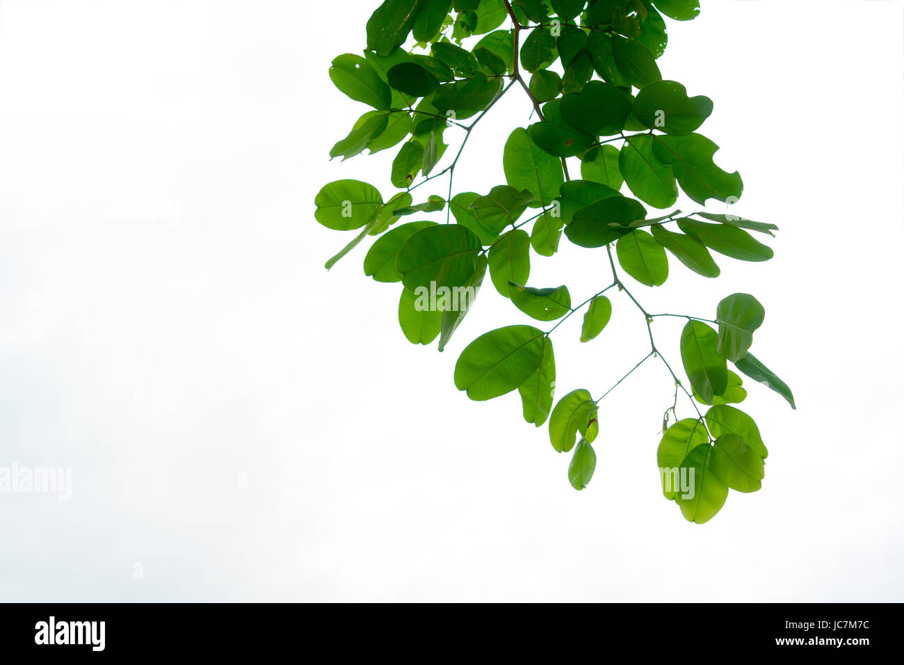 The branches and leaves are green on a white background. Stock Photo