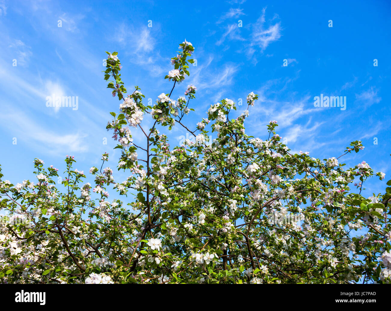 Blooming branches of the apple tree against the blue sky background ...