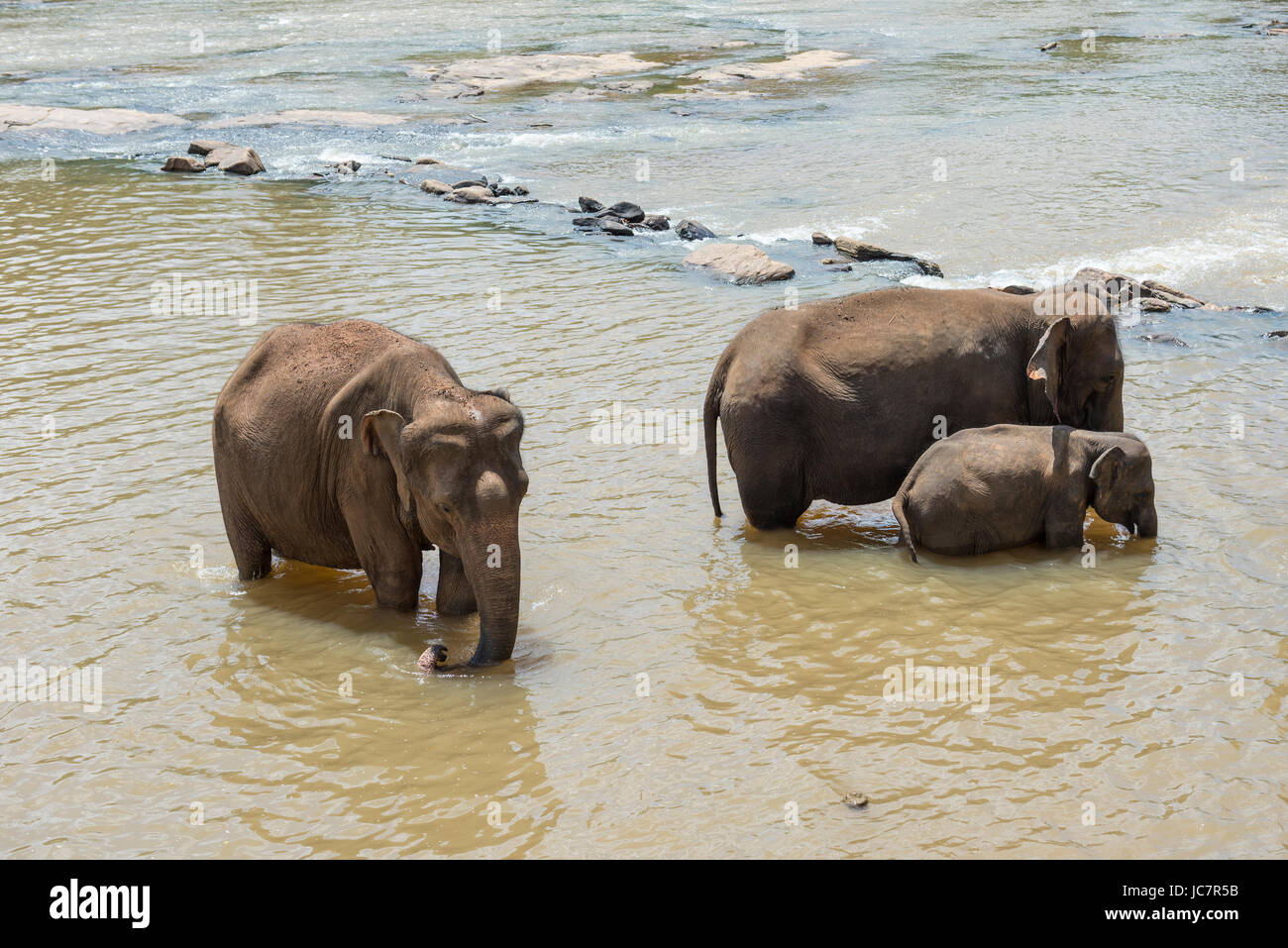A few elephants in the river Stock Photo - Alamy