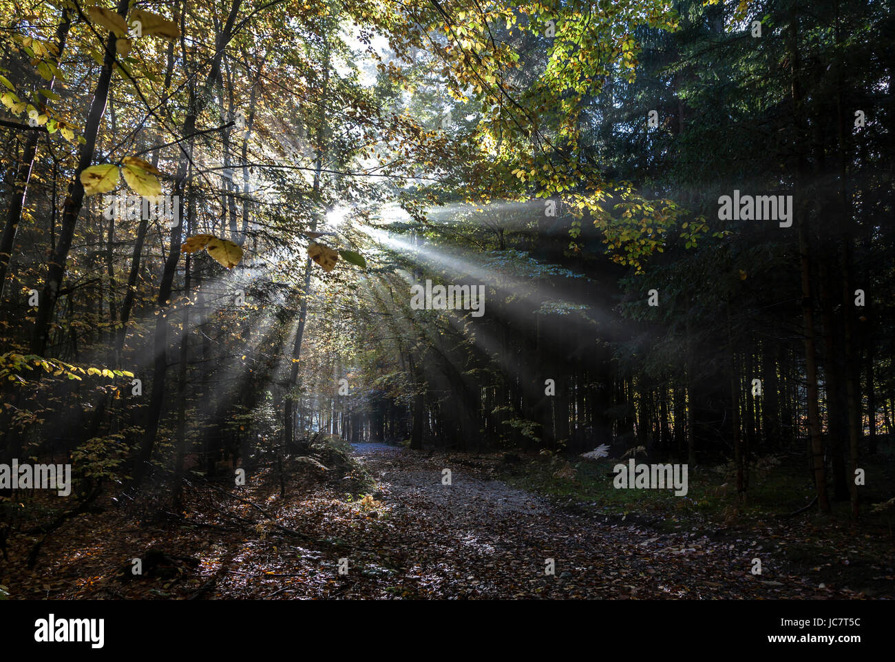 light beams in the forest Stock Photo