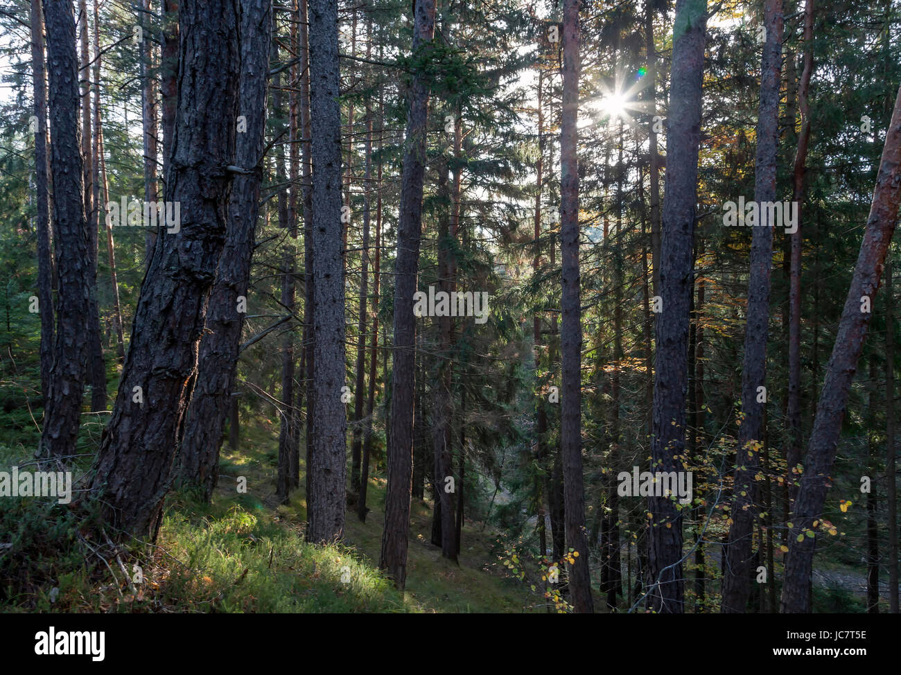 mountain forest in autumn Stock Photo