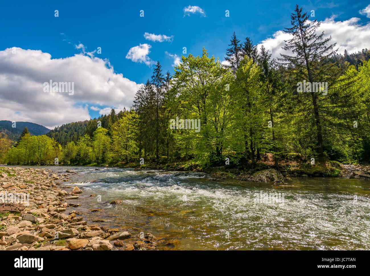 River flows among of a green forest at the foot of the mountain. Picturesque nature area in Carpathians. Serene springtime day under blue sky with som Stock Photo