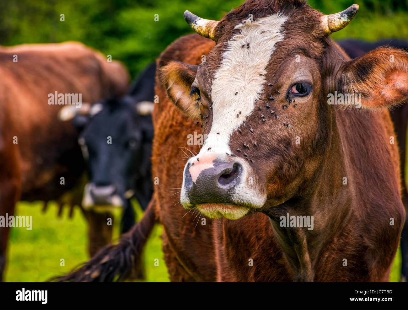 Portrait of rufous cow with flies on the nose Stock Photo