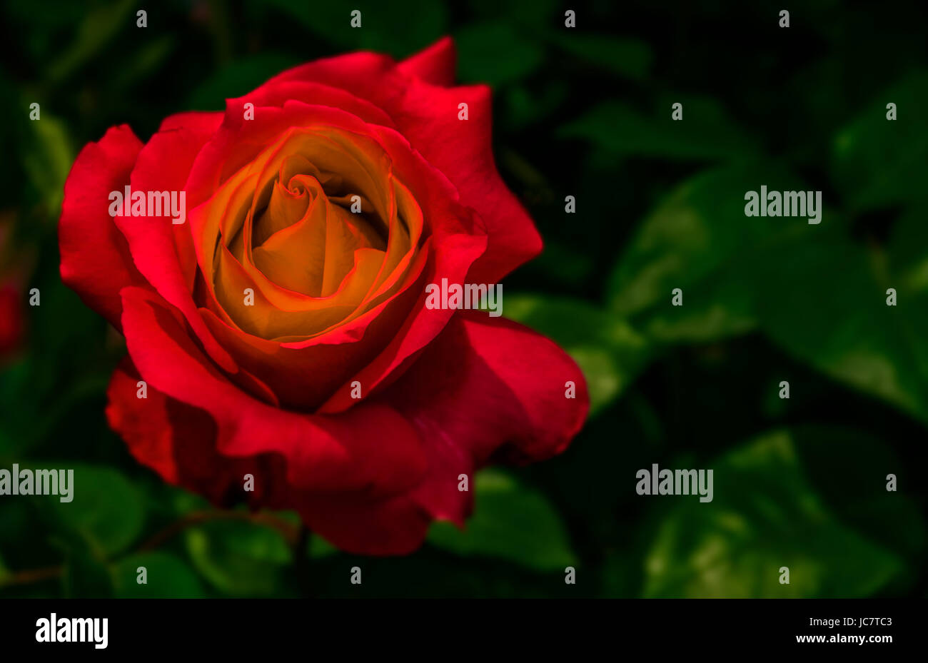 Red rose blurred background hi-res stock photography and images - Alamy