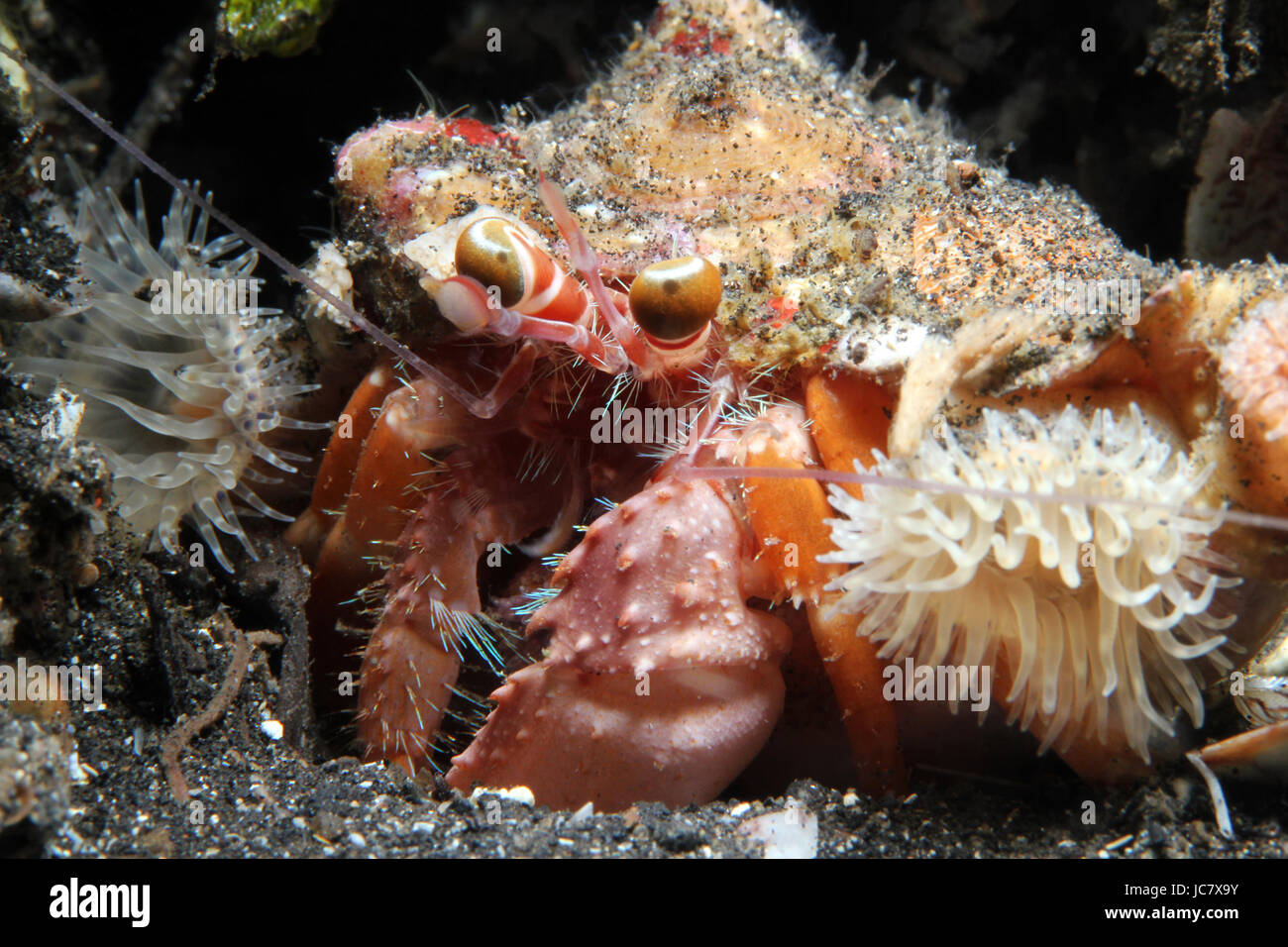 Close-up of an Anemone Hermit Crab Shrimp (Dardanus Pedunculatus ...