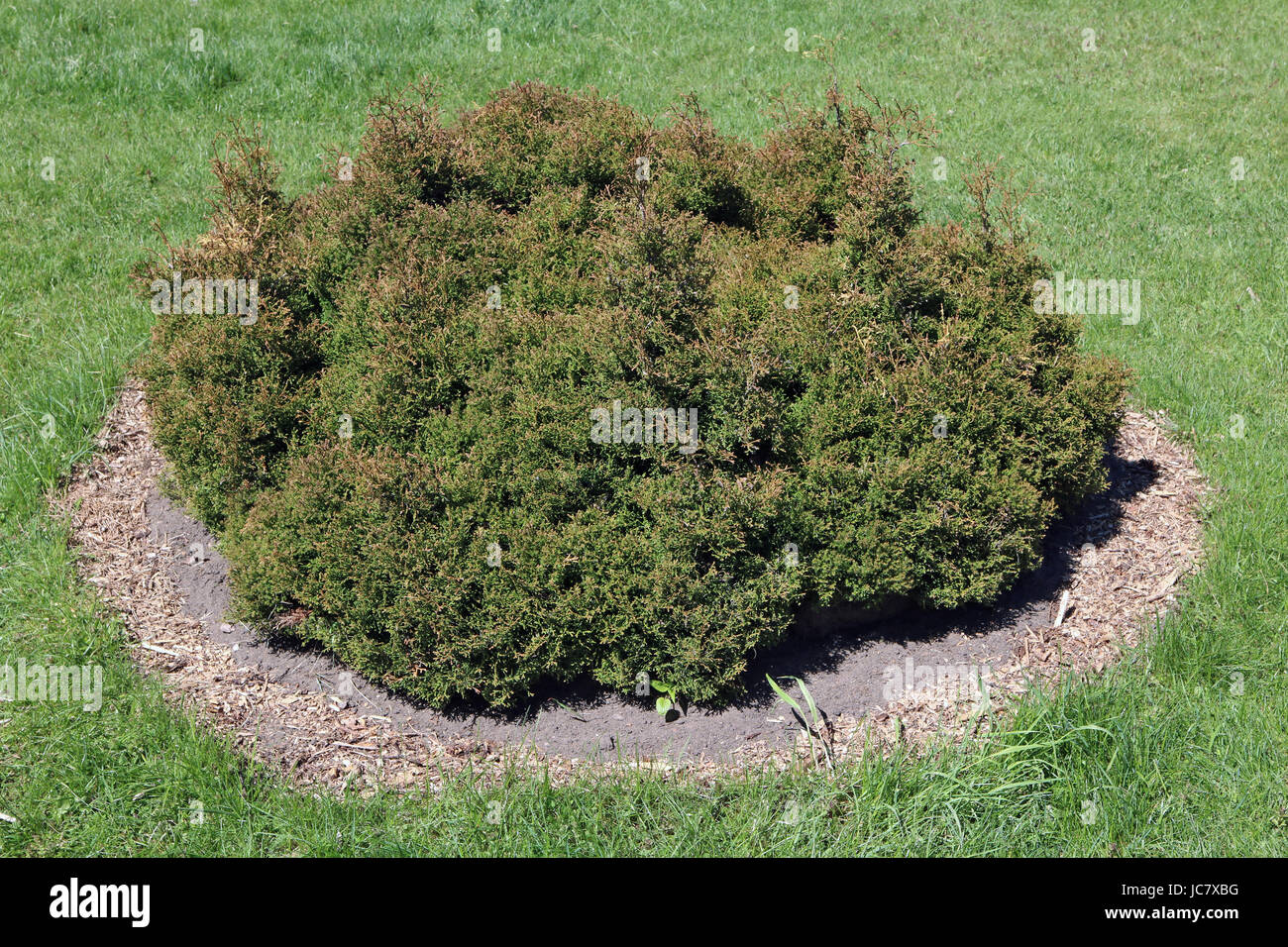 The low bush of a dwarfish coniferous plant  - juniper-  grows on a green lawn. Sunny sprind day landscape Stock Photo