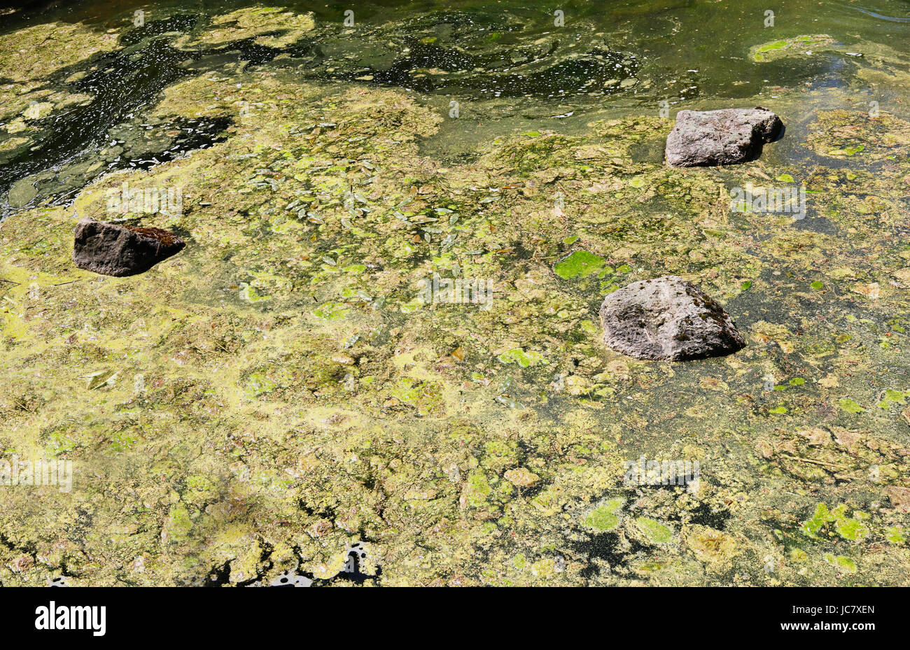 The water surface of a small rural rotten pond has grown with seaweed