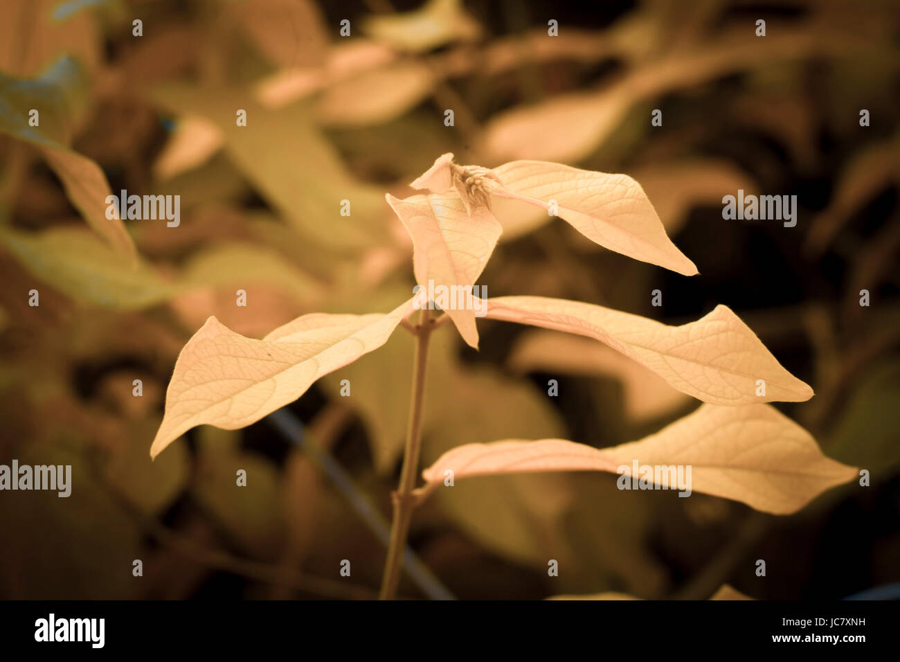 wild vegetations in retro colors. Stock Photo