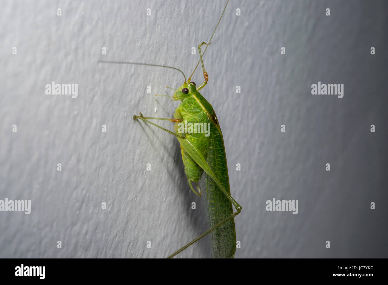 Big green cricket on a house wall Stock Photo Alamy