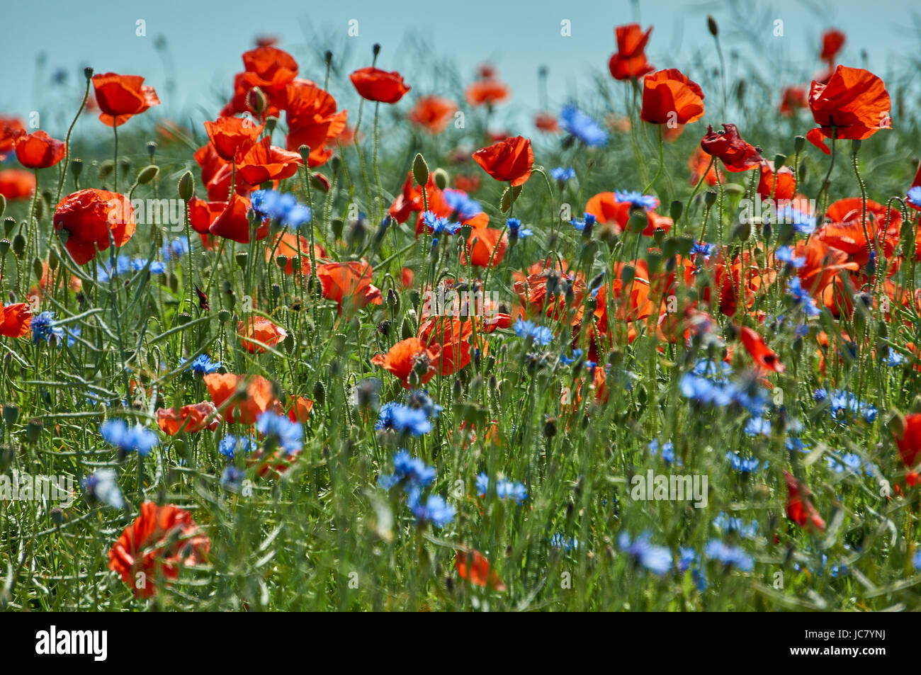 Lots Of Blooming Red Common Poppies And Cornflowers Papaver Rhoeas Common Poppy Corn Poppy Corn Rose Field Poppy Flanders Poppy Red Poppy Stock Photo Alamy