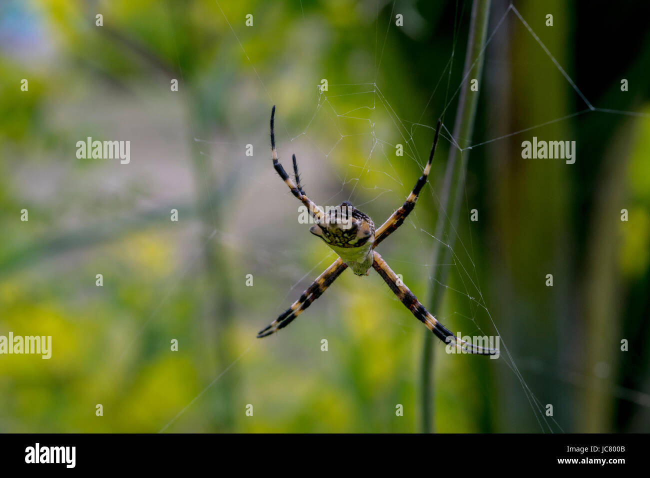 Big spider waiting for prey on its web Stock Photo