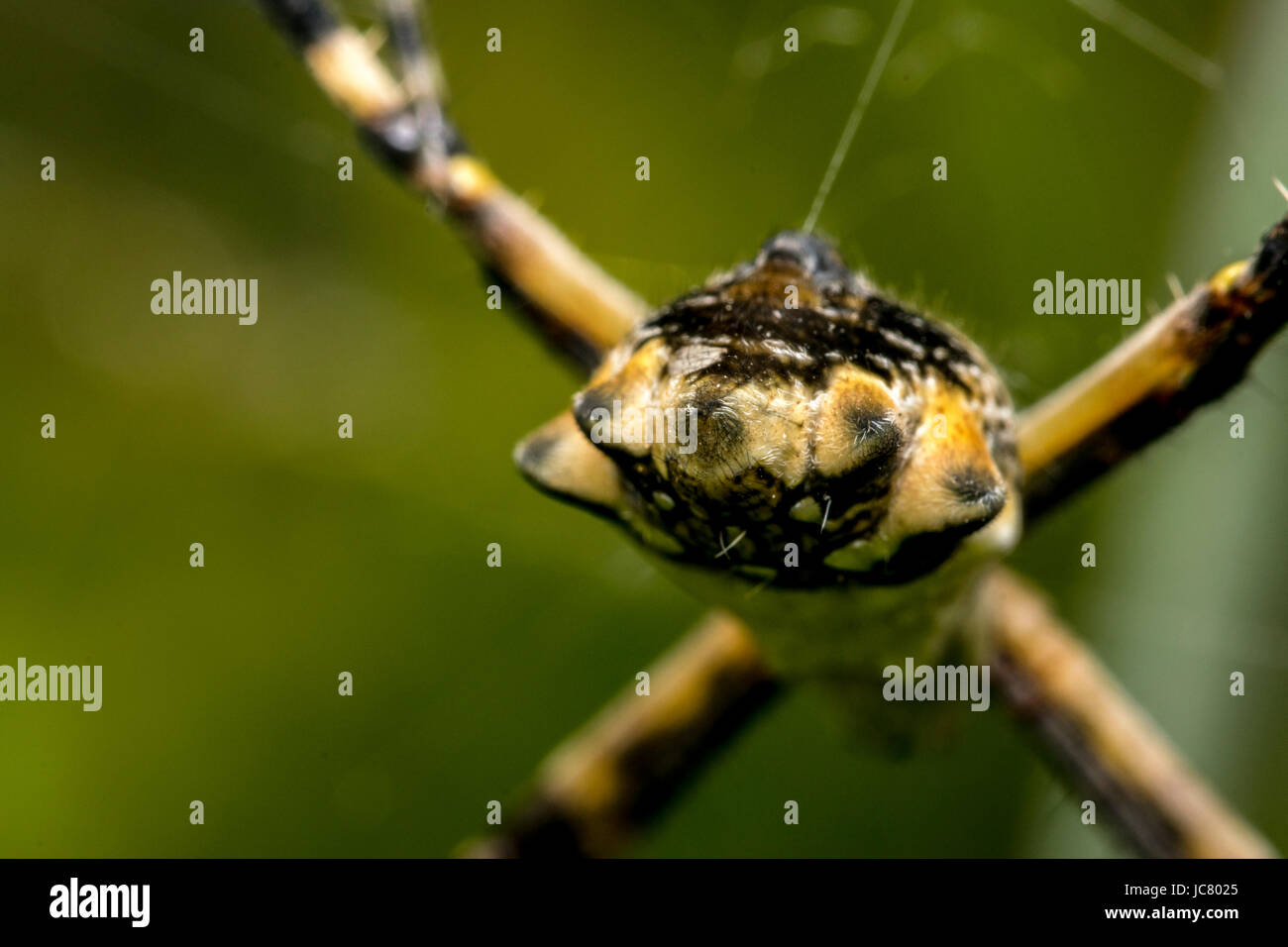 Big spider waiting for prey on its web Stock Photo