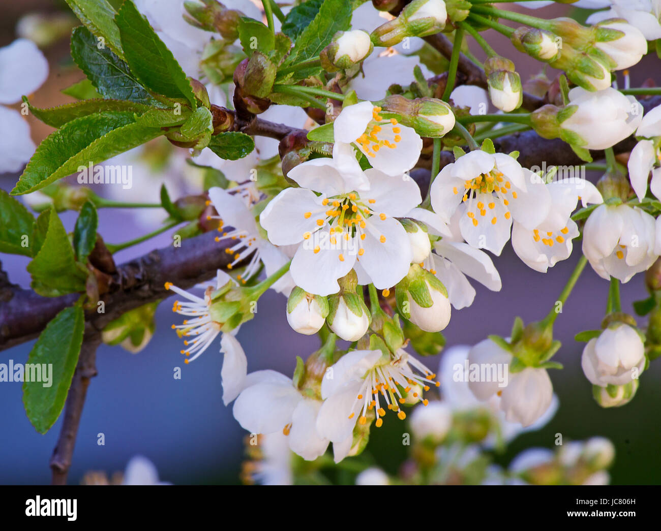 Cherry branch with a large number of white flowers against the blue sky. Stock Photo