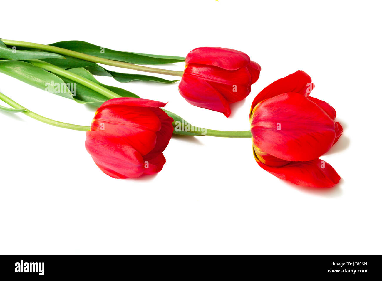 Three big beautiful tulips of bright red color with green leaves on a ...