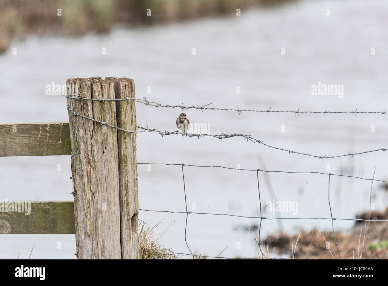A young Pied Wagtail (Motacilla alba yarrellii) perched on a wire fence Stock Photo