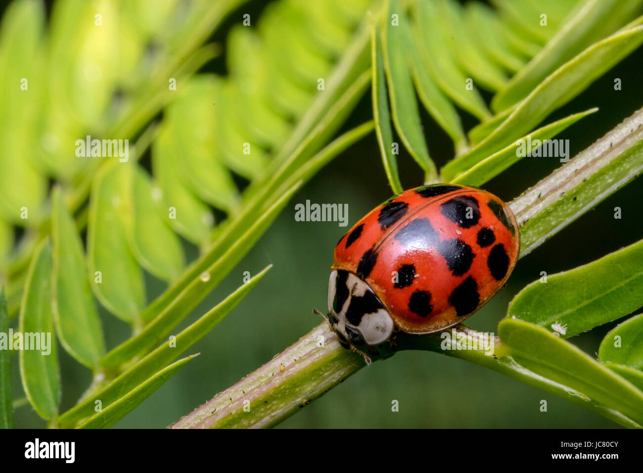Red bug black dots hi-res photography and images - Alamy