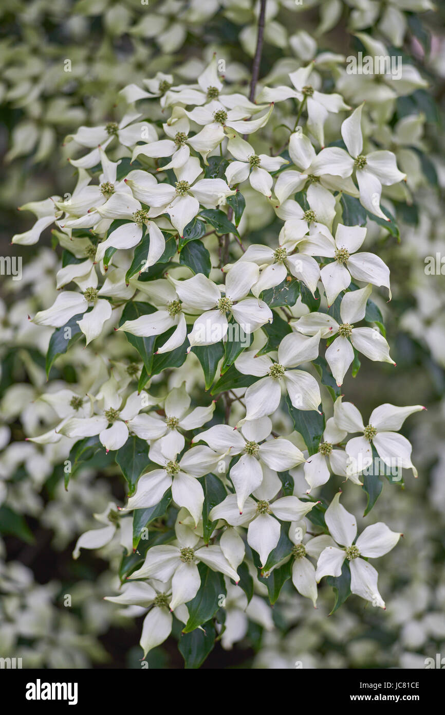 Korean dogwood hires stock photography and images Alamy