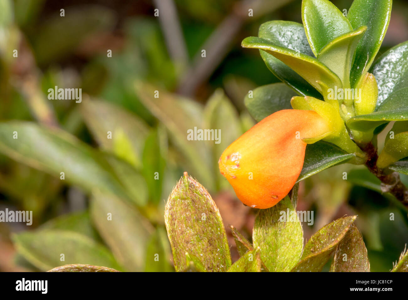 Little goldfish flower in a garden Stock Photo