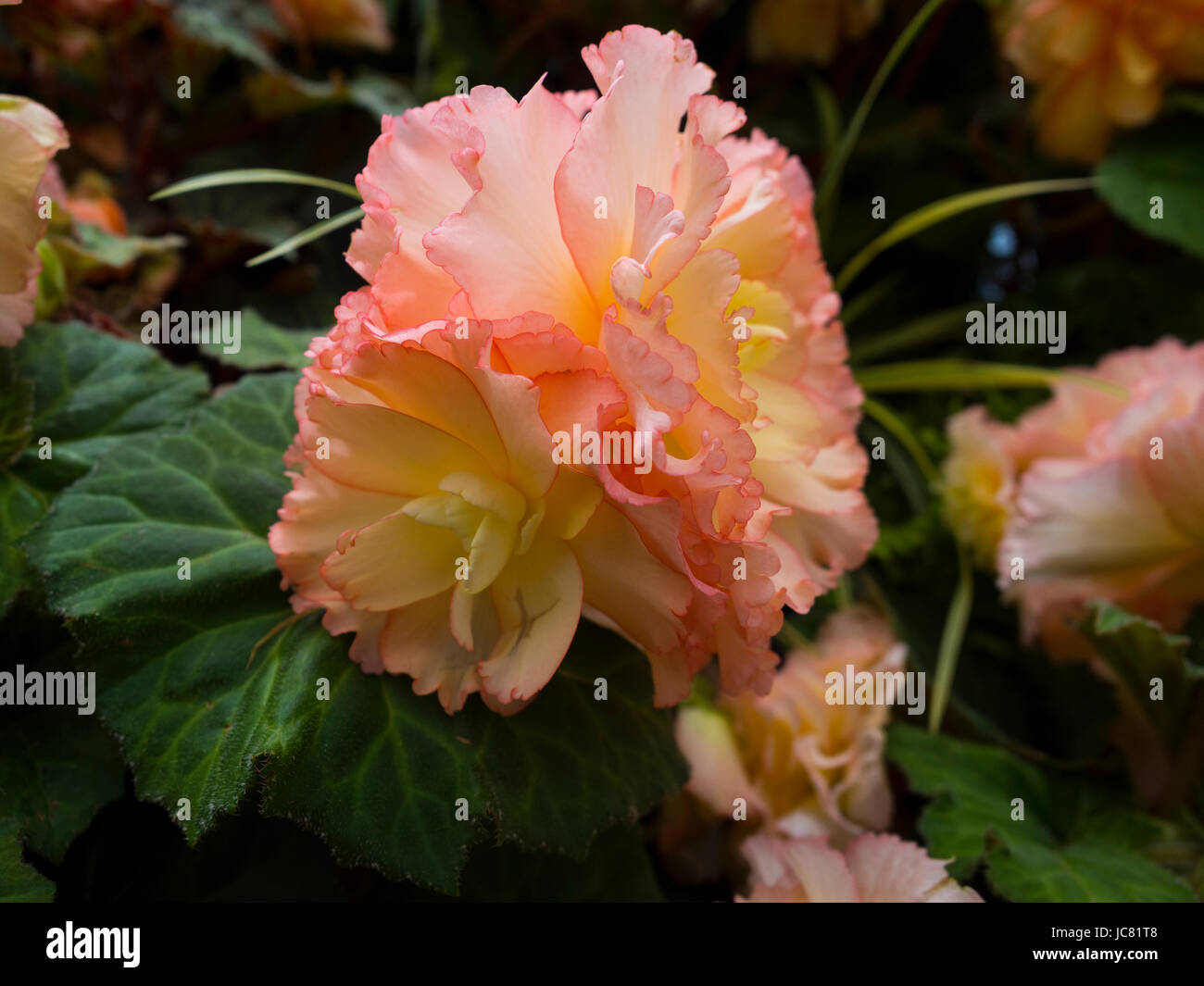 Close up colourful nature hi-res stock photography and images - Alamy