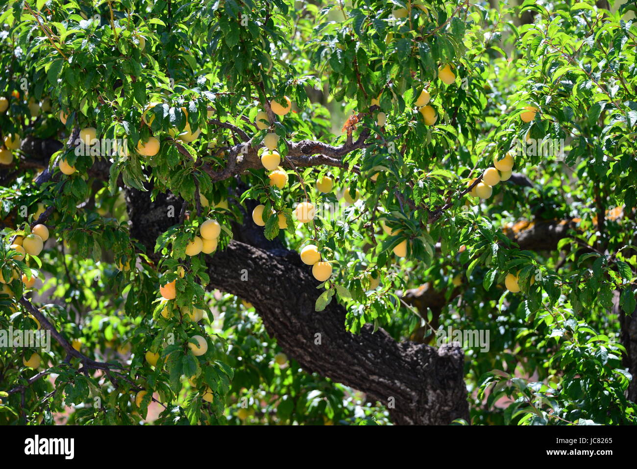 yellow plums on the tree - spain Stock Photo