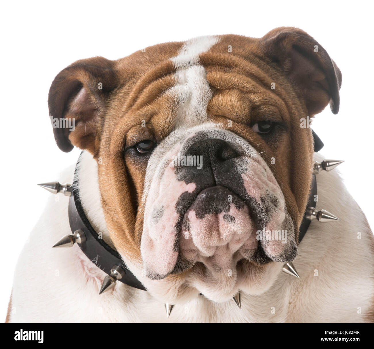 https://c8.alamy.com/comp/JC82MR/english-bulldog-puppy-wearing-spike-collar-on-white-background-JC82MR.jpg