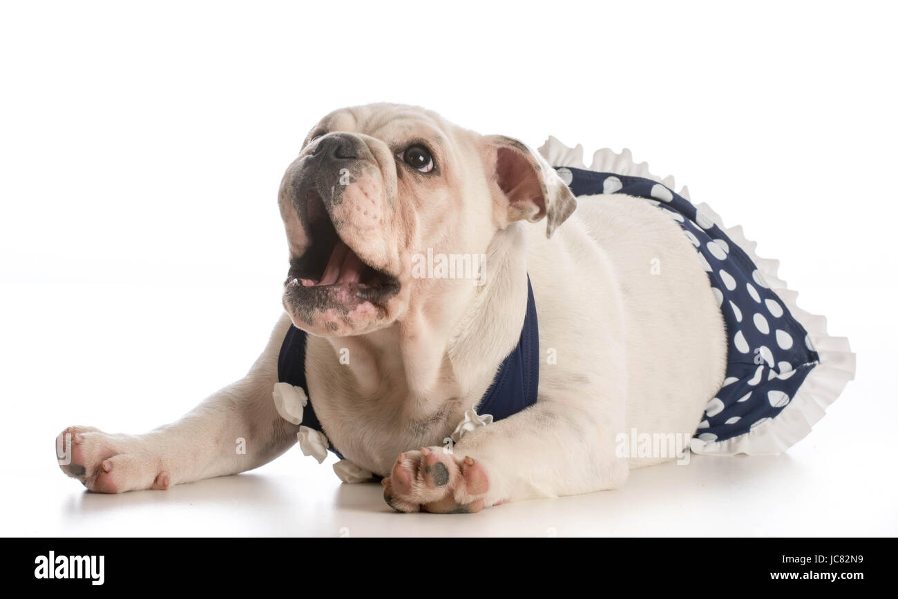 english bulldog puppy wearing bathing suit isolated on white Stock Photo Alamy
