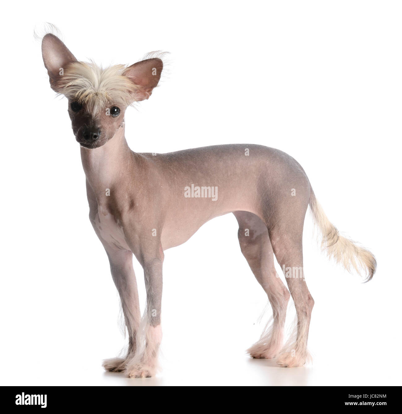 Chinese Crested Puppy Stock Photos Chinese Crested Puppy Stock