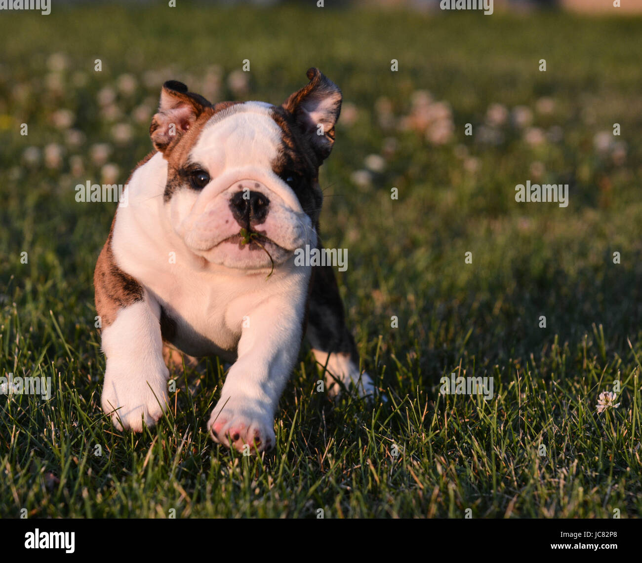 puppy running in the grass - english bulldog Stock Photo - Alamy