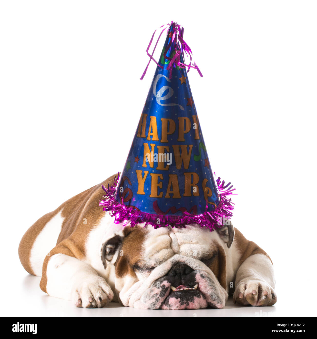 dog wearing happy new year hat on white background - english bulldog Stock Photo