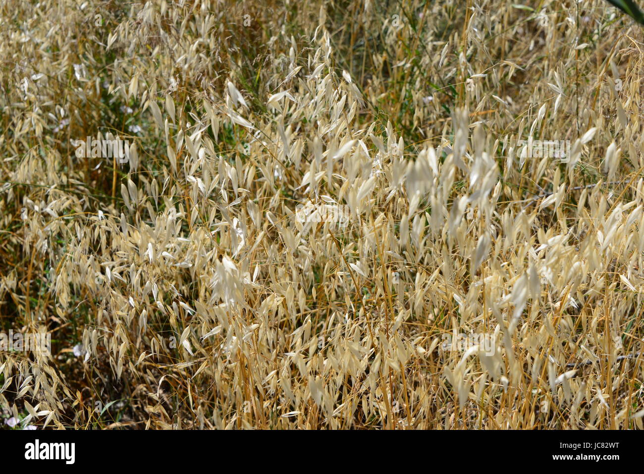 seagrass grass spain Stock Photo Alamy
