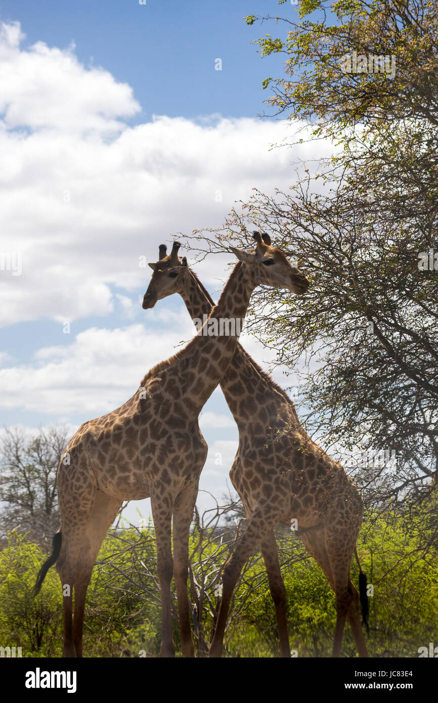 Two giraffe together hi-res stock photography and images - Alamy