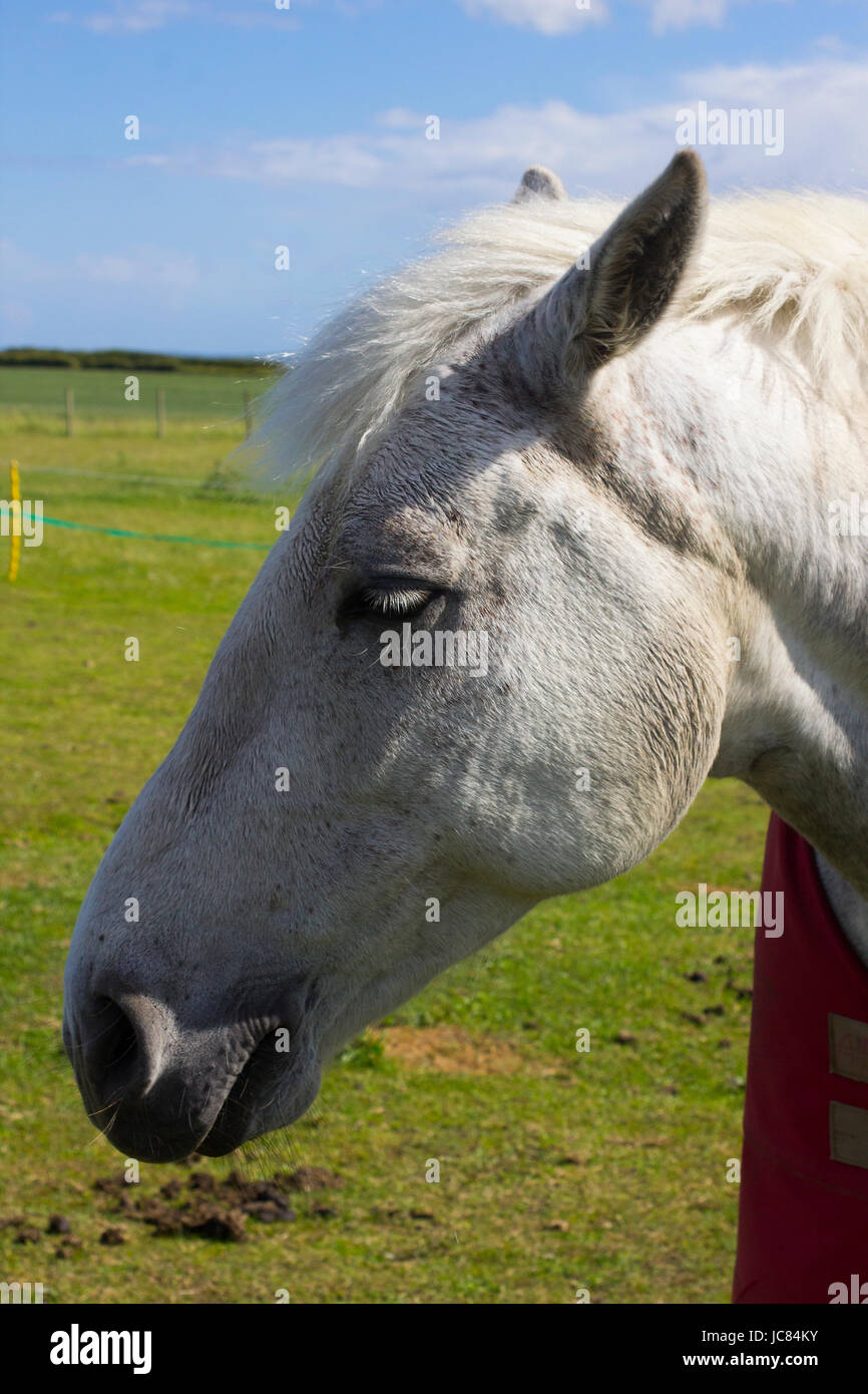 A close up of a beautiful young grey horses head and mane as it  stands in a field on a bright sunny day Stock Photo